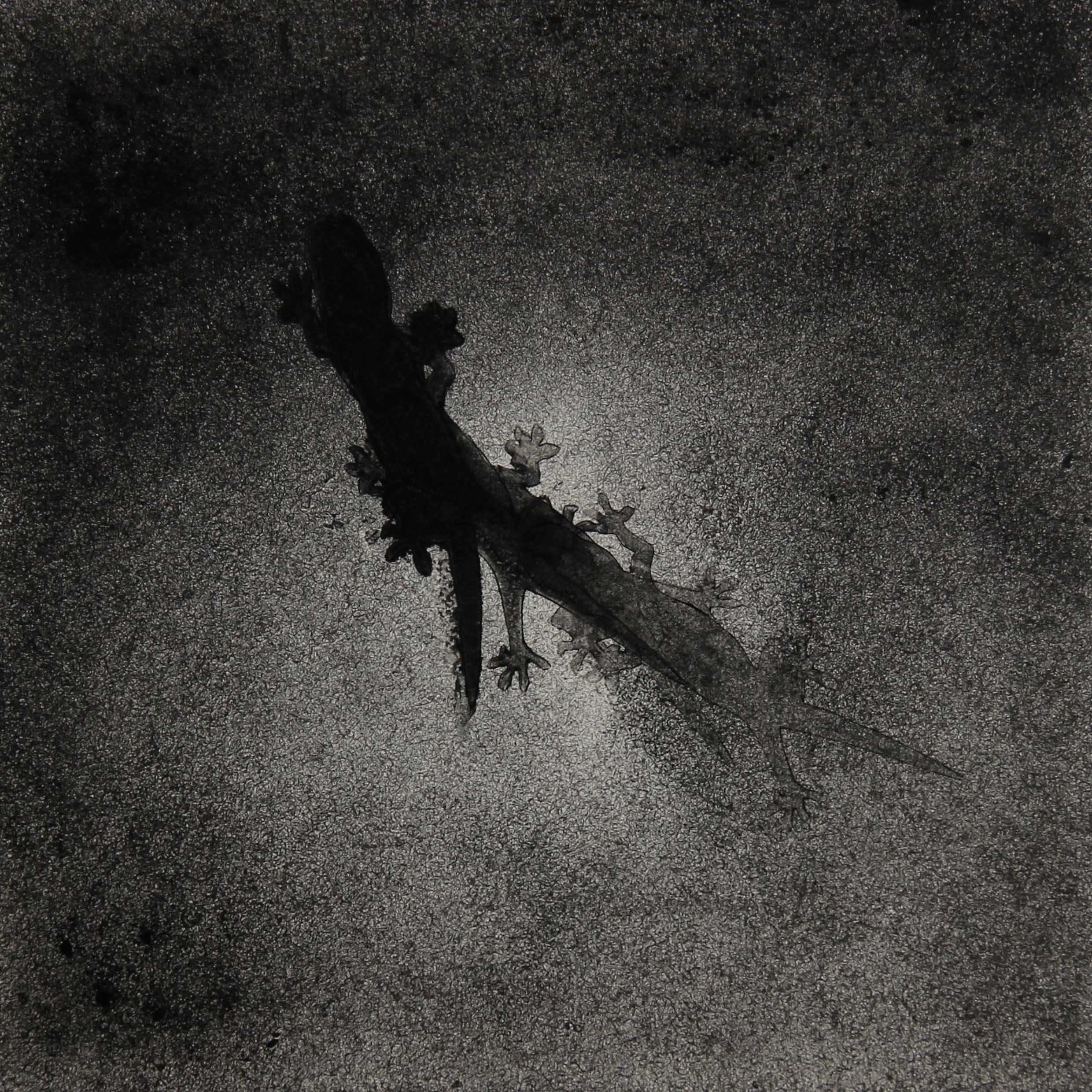 A monotype print from the ASSENZA series by Hydon BAI. A gecko clings to a surface, its body casting two shadows in the muted, grainy light characteristic of the deterministic monotype process. The creature's double silhouette becomes a quiet argument for presence — even a gecko insists on leaving a second trace of itself — rendered through the Hydon BAI Method, where the immense manual labor infused into the acrylic plate is ritually destroyed at the moment of printing. The image poses an unspoken question: if a gecko can cast two shadows, why have we allowed our own true shadow to dissolve into the virtual wilderness?